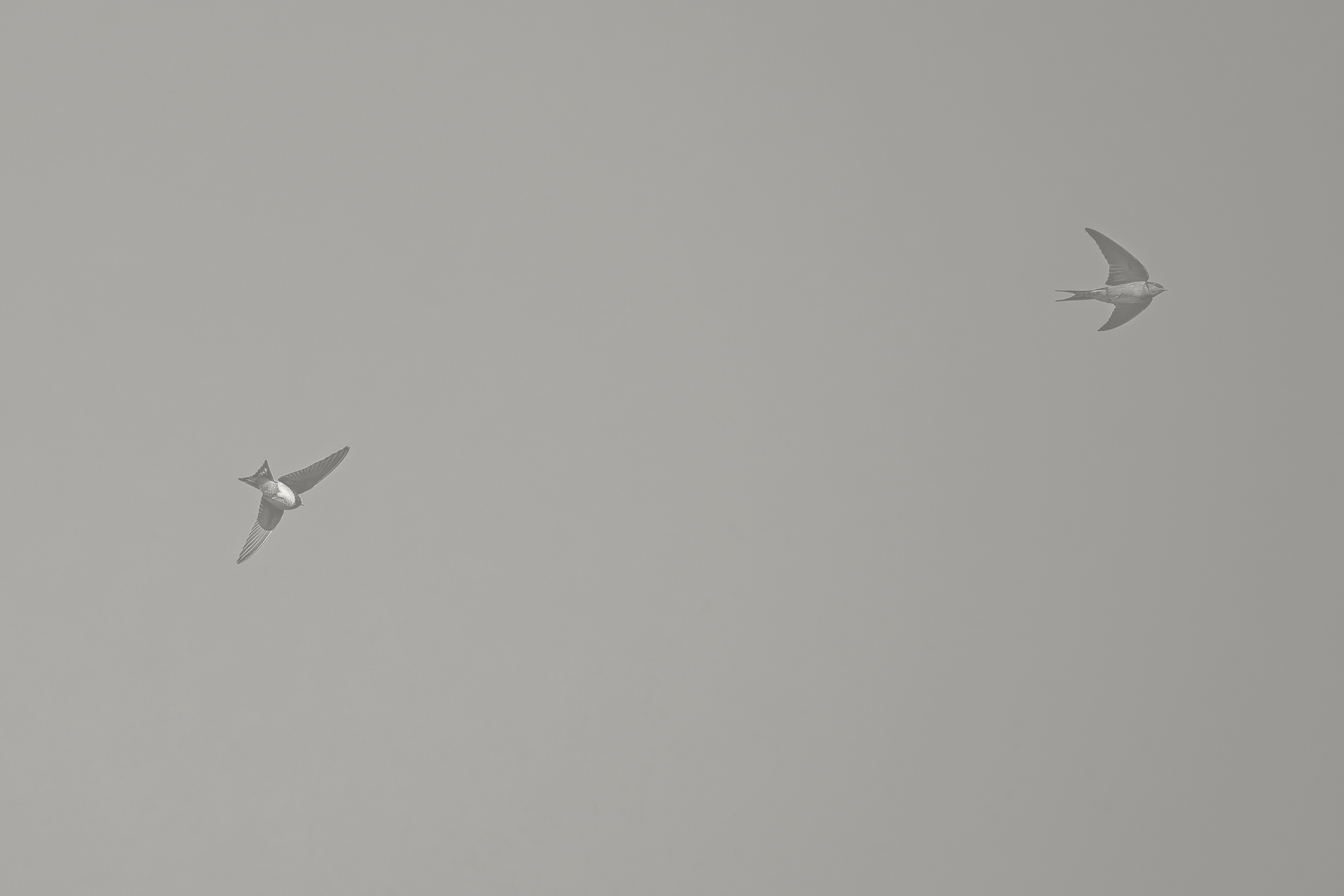 Business Duos Two birds flying in opposite directions against a plain, light gray sky, symbolizing the unique challenges and balance that married couples in business or husband-and-wife business partners navigate when managing a couple-run business together, reflecting both the struggles and collaboration of working with your spouse.